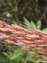 Image result for Sorghastrum nudipes