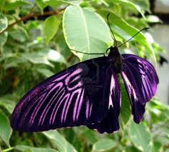 Black And Purple Butterfly Purple Black Butterfly Papillon Mariposas Libelulas