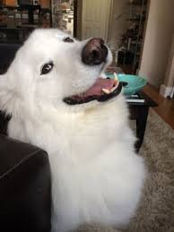 Los 25 Perritos Mas Felices Del Planeta No Podras Dejar De Verlos Perros Perros Sonrientes Perros Felices