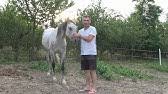 Continuând, sunteți de acord cu politica de confidențialitate și cookie și acceptați modul în. Expozitie De Cai Pur Sange Arab Sibiu 2017 Youtube