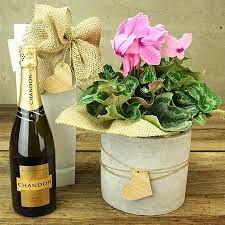We provide safe, contactless delivery to your loved ones. Pink Cyclamen Plant Bubbly Delivered Flowers For Everyone