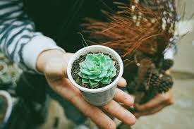 En oriente, remiten a la paz y a la fuerza. Significado De Las Plantas Suculentas Segun El Feng Shui Plantas Suculentas