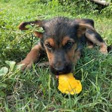 There are lots of other fruits and vegetables that can be fed to your dog in moderation. Can My Dog Eat Mangos The Final Verdict On Mangos For Pups