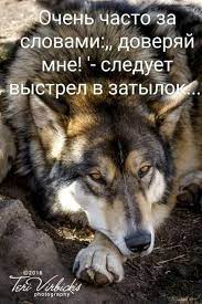 pin by aleksej on narodzhennya true words animals and pets words