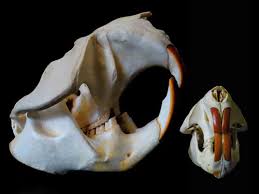 Animal Skull Identification Guide Waking Up Wild Waking
