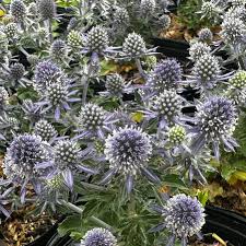 Image result for Eryngium `Blue Hobbit`
