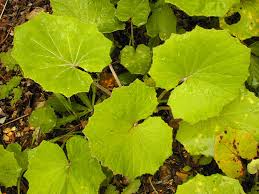 Coltsfoot is a flowering plant that is native in europe and asia, coltsfoot has many health benefits including treatment of coughs, colds, emphysema coltsfoot uses, health benefits and side effects. Coltsfoot Facts And Health Benefits