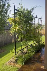 The Best Types Of Honeysuckle Vines And How To Grow It In The Garden Sadovye Idei Pergola Dizajn Ozelenenie