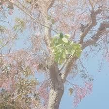 Image result for Stereospermum kunthianum