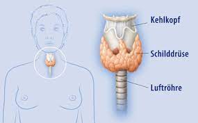 Schilddrüsen-Entzündung | CityPraxen Berlin