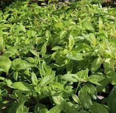 Tanaman sambung nyawa / sambong nyowo adalah salah satu jenis tanaman asli indonesia yang dari sejak dulu digunakan oleh masyarakat untuk tanaman sambung nyowo mempunyai nama ilmiah/nama latin gynura procumbens, belakangan ini penelitian tentang khasiat daun sambung. 12 Khasiat Daun Sambung Nyawa Bagi Kesehatan