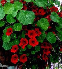 Empress Of India Seeds Flowering Plants In India Glowing Flowers Flower Farm