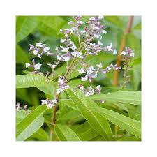 Image result for Aloysia citrodora