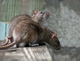 It's our wedding anniversary next month. 8 Interesting Facts About Rats Britannica