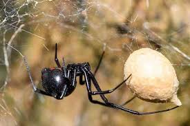 In the black widow, these markings become nebulous as the spider loses its light coloration and becomes solid black. Blog Houston S Ultimate Guide To The Southern Black Widow