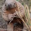 Customs agents in southwest china have seized 2.2 tonnes of pangolin scales and busted an endangered wildlife smuggling gang, . 1