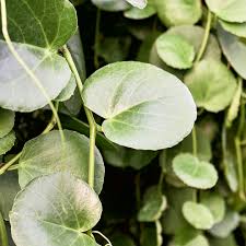 Image result for Cissus rotundifolia