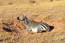 The plains zebra is the commonest and most widespread zebra species. Zebra Wikipedia