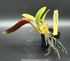 Image result for Bulbophyllum elliotii