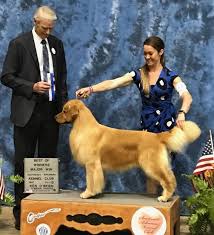 (grca) and is licensed by the american kennel club (akc) for specialty shows, obedience trials, agility trials, and hunting retriever tests. Texas Golden Retriever Breeder Puppies Expected Summer Fall 2021 Serving Dallas Ft Worth Dogwood Springs