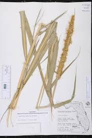 Image result for Cenchrus purpureus