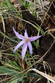 Image result for Xerophyta humilis