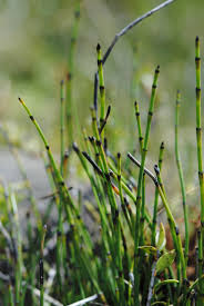 Image result for Equisetum ramosissimum