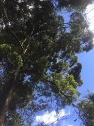 Image result for Afrocarpus usambarensis