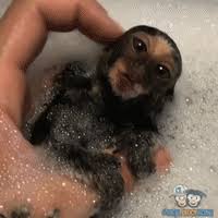 Macaque planet 8 минут 16 секунд. Baths Gifs Get The Best Gif On Gifer