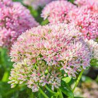 A Natural Path Sedum Best Perennials Fall Container Gardens