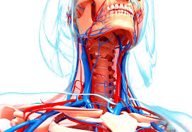 Main arteries and veins of neck dr. Internal Jugular Vein Anatomy Function And Significance