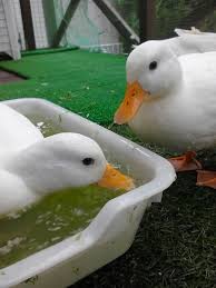 アヒル日和 111ページ目 アヒル 動物 鳥