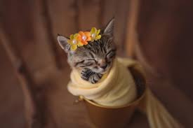 It is unlikely for a kitten to just sit down and look at the camera. My Photographer Wife Is A Crazy Cat Lady The Kitten Newborn Session Is Complete Album In Comments Aww