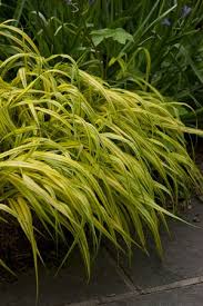 Image result for hakonechloa macra nicolas