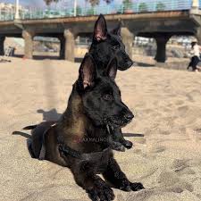 Frances Liza Pets Adli Kullanicinin Belgian Malinois Panosundaki Pin 2020 Alman Coban Kopegi Yavru Kopek Kopek