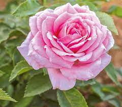 We did not find results for: Belinda S Dream Floribunda Shrub Rose Parrans Greenhouse