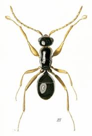 Image result for Gnidia chapmanii