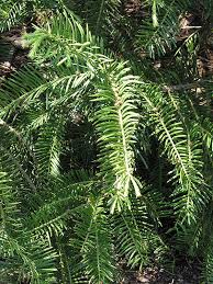 Get free rutgers landscape classes now and use rutgers landscape classes immediately to get % off or $ off or free shipping. Japanese Plum Yew Cephalotaxus Harringtonia At Rutgers Landscape Nursery Japanese Plum Landscape Nursery Landscape