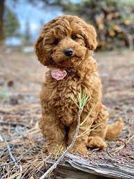Miniature Australian Labradoodle Miniature Australian Labradoodle Australian Labradoodle Labradoodle Puppy
