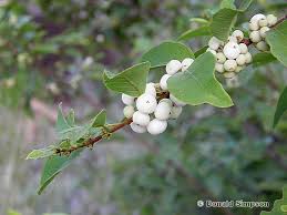 Image result for Flueggea virosa