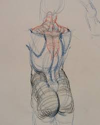 Pin On Human Anatomy