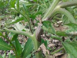 Pomme de terre alienor (artemis) ab. Mildiou Tomates Pommes De Terre Les Solutions Naturelles
