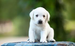 Dogs and cats are from different species of animals, appealing to different types of people. Labrador Retriever White Wallpapers Wallpaper Cave