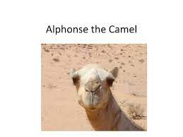 My librarian is a camel how books are brought to children around the world. Ppt Alphonse The Camel Powerpoint Presentation Free Download Id 2833865