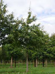 Image result for Necepsia castaneifolia