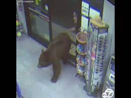 Bears search for food inside Lake Tahoe convenience store, supermarket |  ABC7 - YouTube