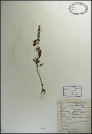 Image result for Platostoma africanum