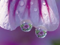 Dew Drops Dew Drop Photography Dew Drops Water Drops