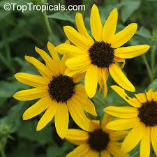 Image result for Oxyanthus biflorus