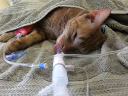 I have a 4 week old kitten, fiona, who has coccidia. Do You Know Your Cat S Blood Type Catster